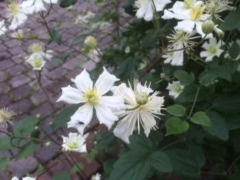 Clematis (vitalba-gruppen) 'Paul Farges'