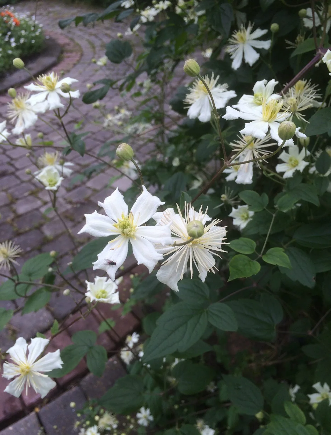 Clematis (vitalba-gruppen) 'Paul Farges'