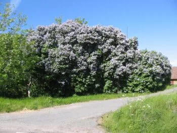 Syringa vulgaris