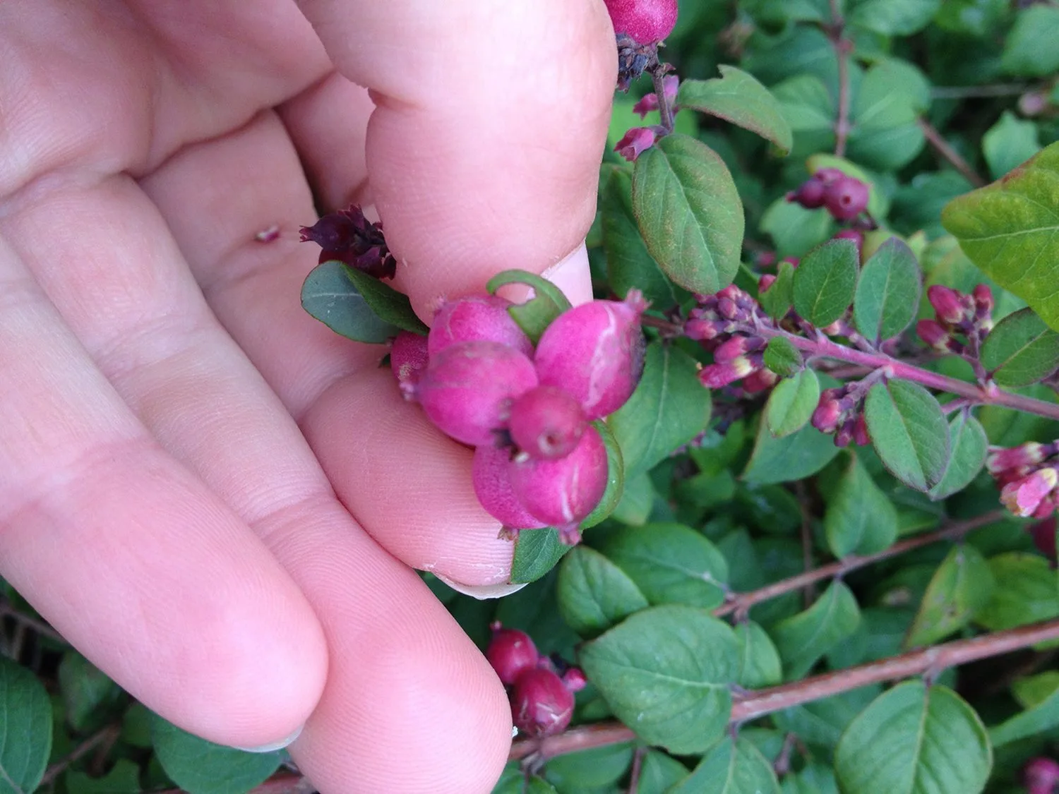 Symphoricarpos 'Hancock' - Image 6