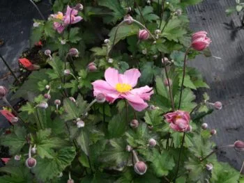 Anemone hybrida 'Serenade'