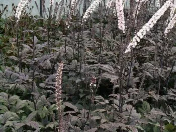 Actaea simplex 'Pink Spike'