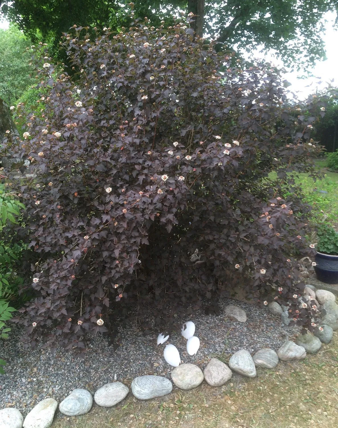 Physocarpus opulifolius 'Diabolo'