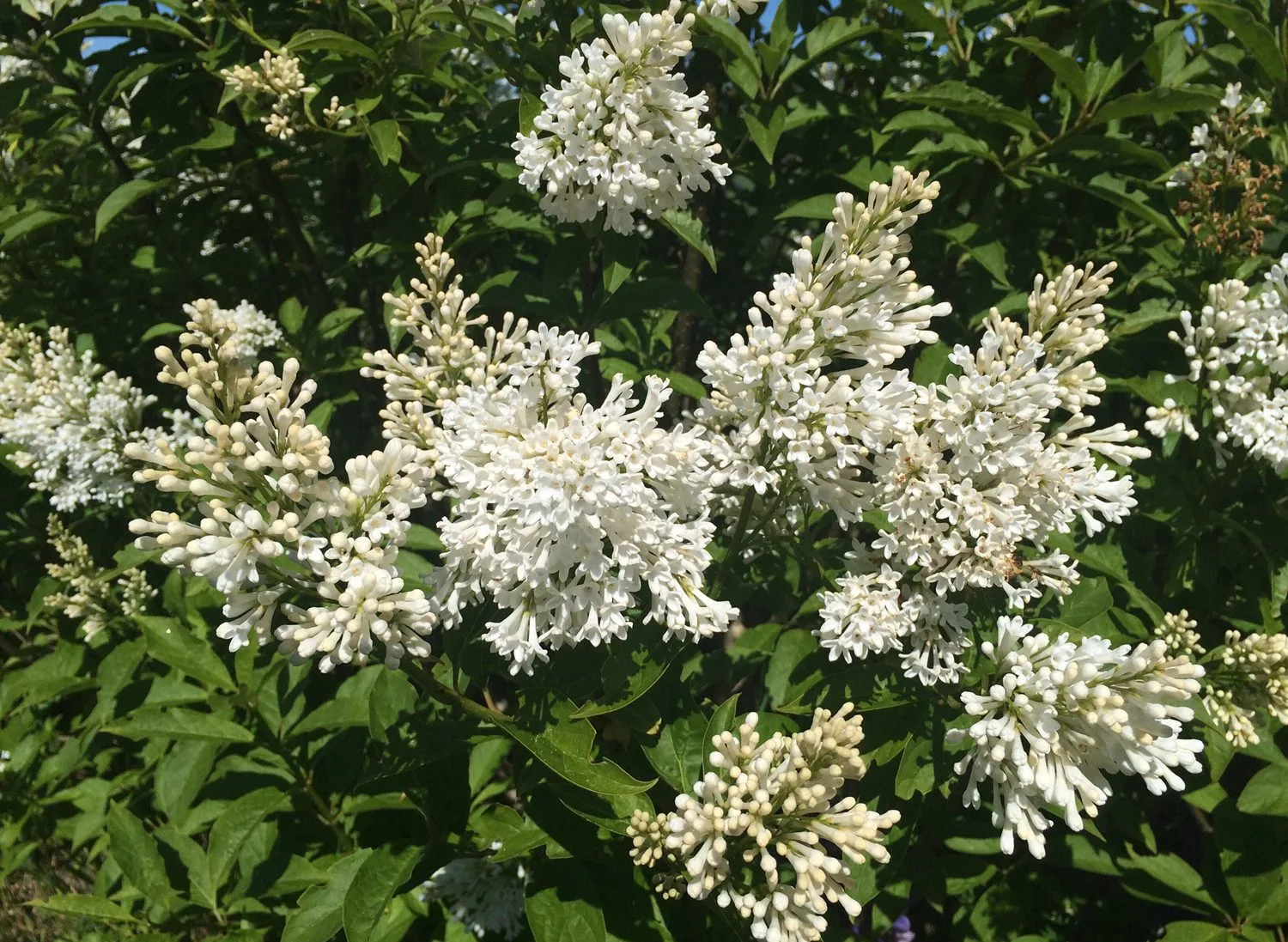 Syringa josikaea 'Holger' - Image 3