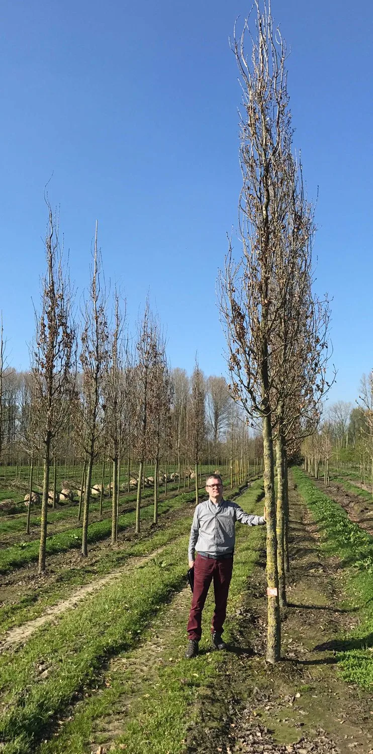 Quercus robur (pelarformiga gr.) 'Fastigiate Koster' - Image 2