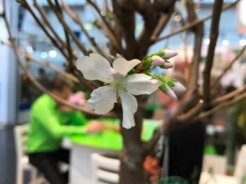 Prunus nipponica var. kurilensis 'Brilliant'