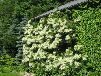 Hydrangea anomala ssp. petiolaris