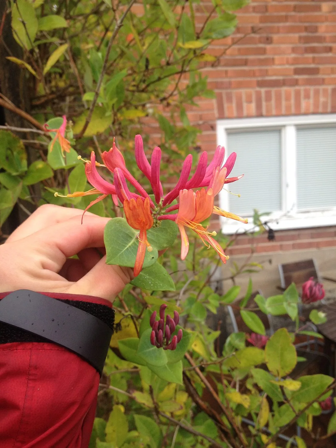 Lonicera x heckrottii 'Goldflame' - Image 2