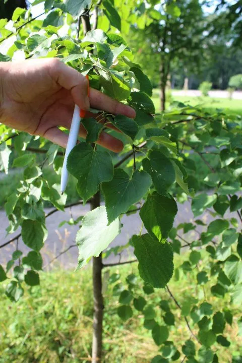 Tilia cordata - Image 5