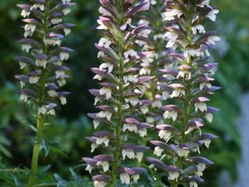 Acanthus mollis