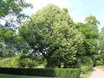 Tilia tomentosa