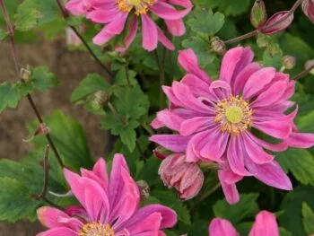Anemone hybrida 'Bressingham Glow'