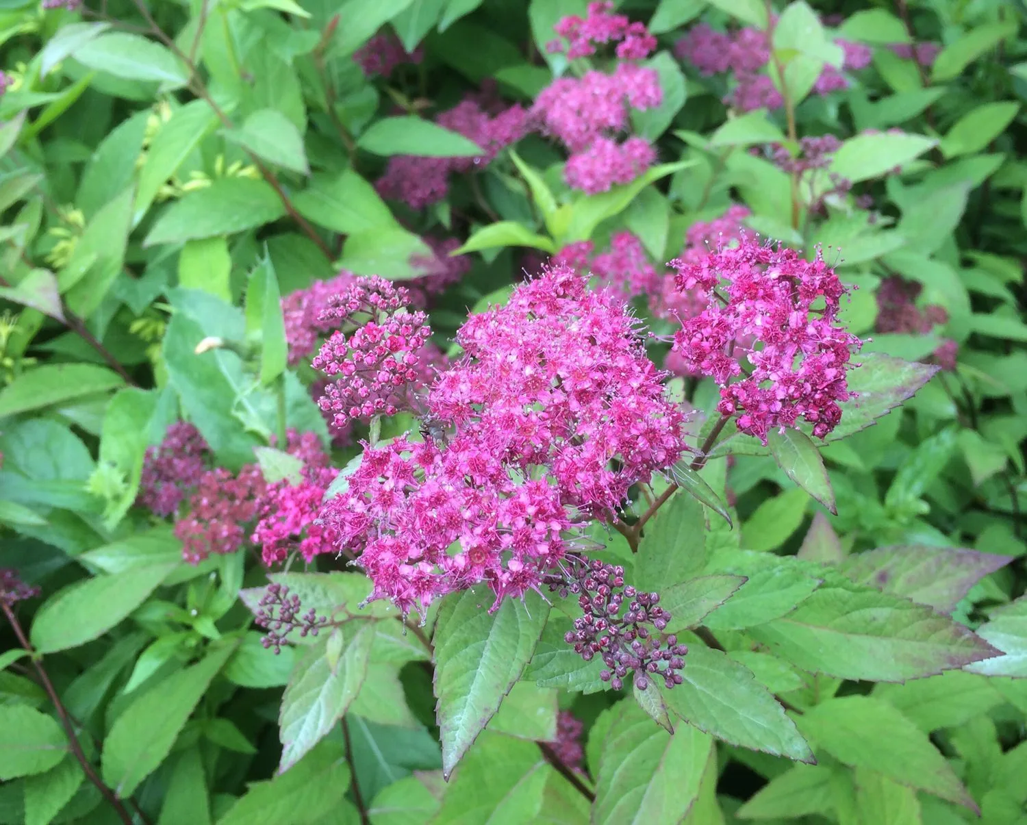 Spiraea japonica 'Froebelii'' - Image 4