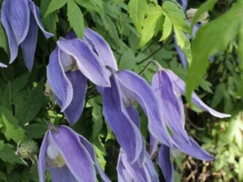 Clematis (Atragene-gruppen) 'Blue Tapers' E