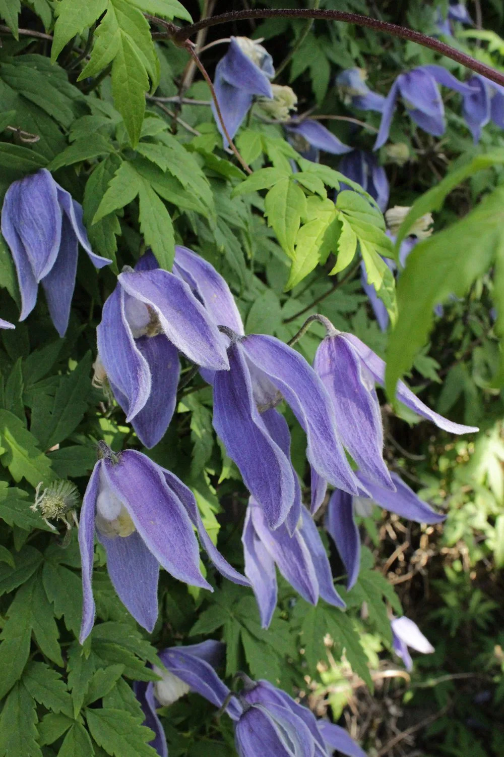 Clematis (Atragene-gruppen) 'Blue Tapers' E