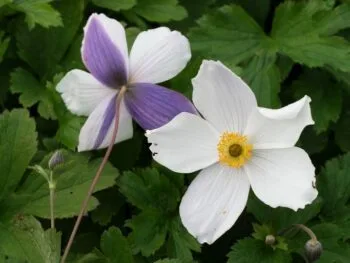 Anemone hybrida 'Wild Swan'