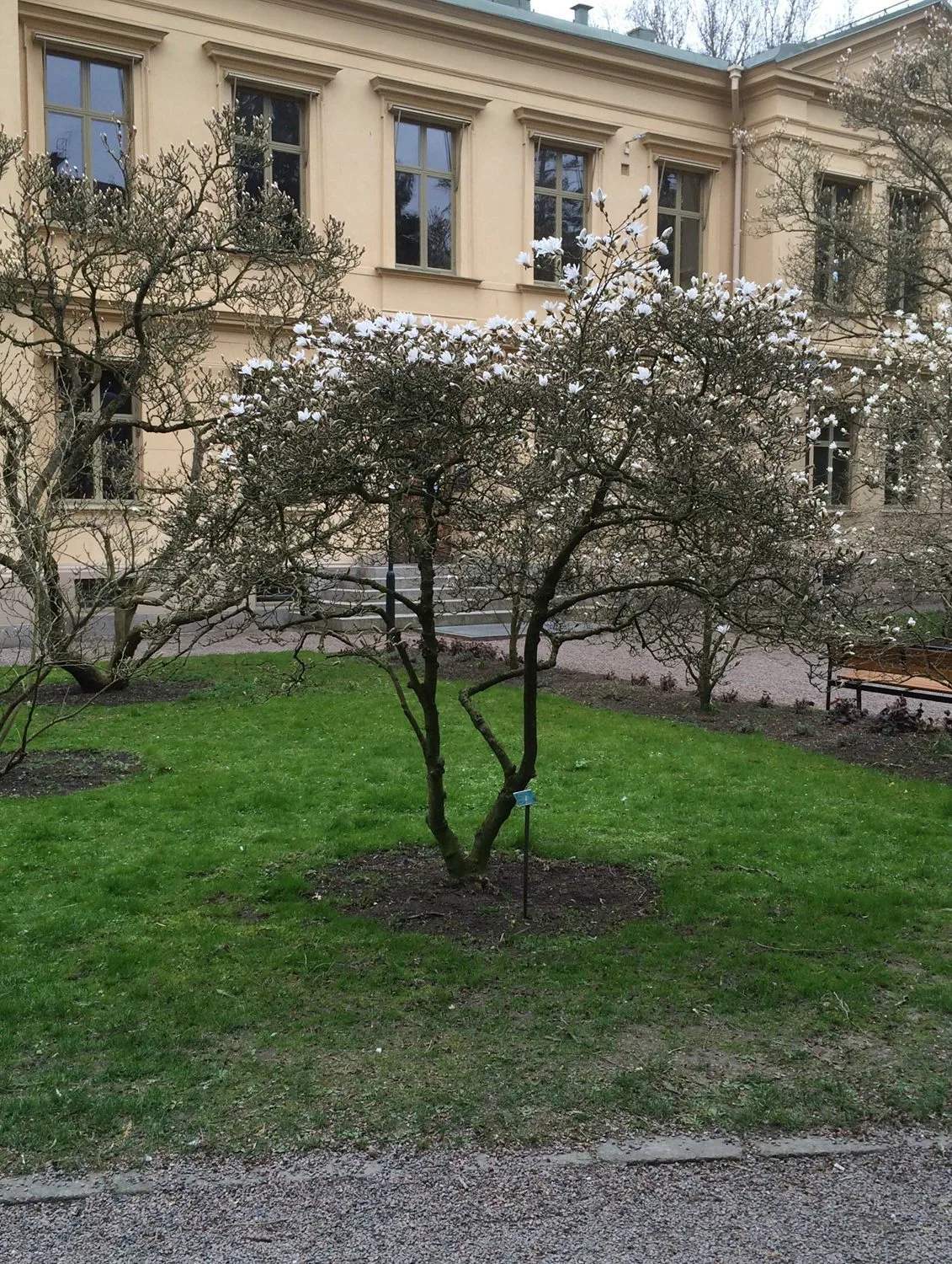 Magnolia stellata - Image 7
