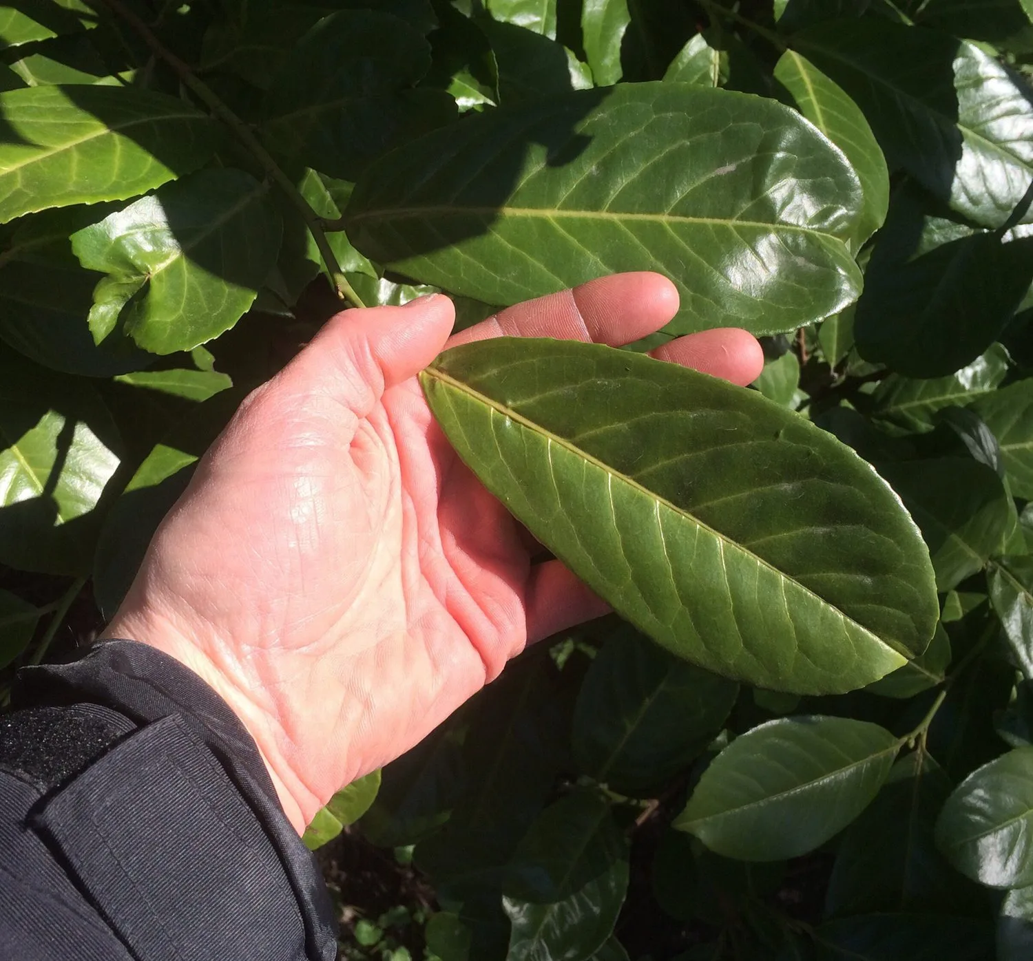 Prunus laurocerasus 'Rotundifolia' - Image 3