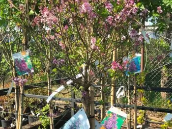 Syringa meyeri 'Palibin'