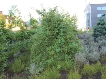 Rosa rubiginosa fk Hoburgen E