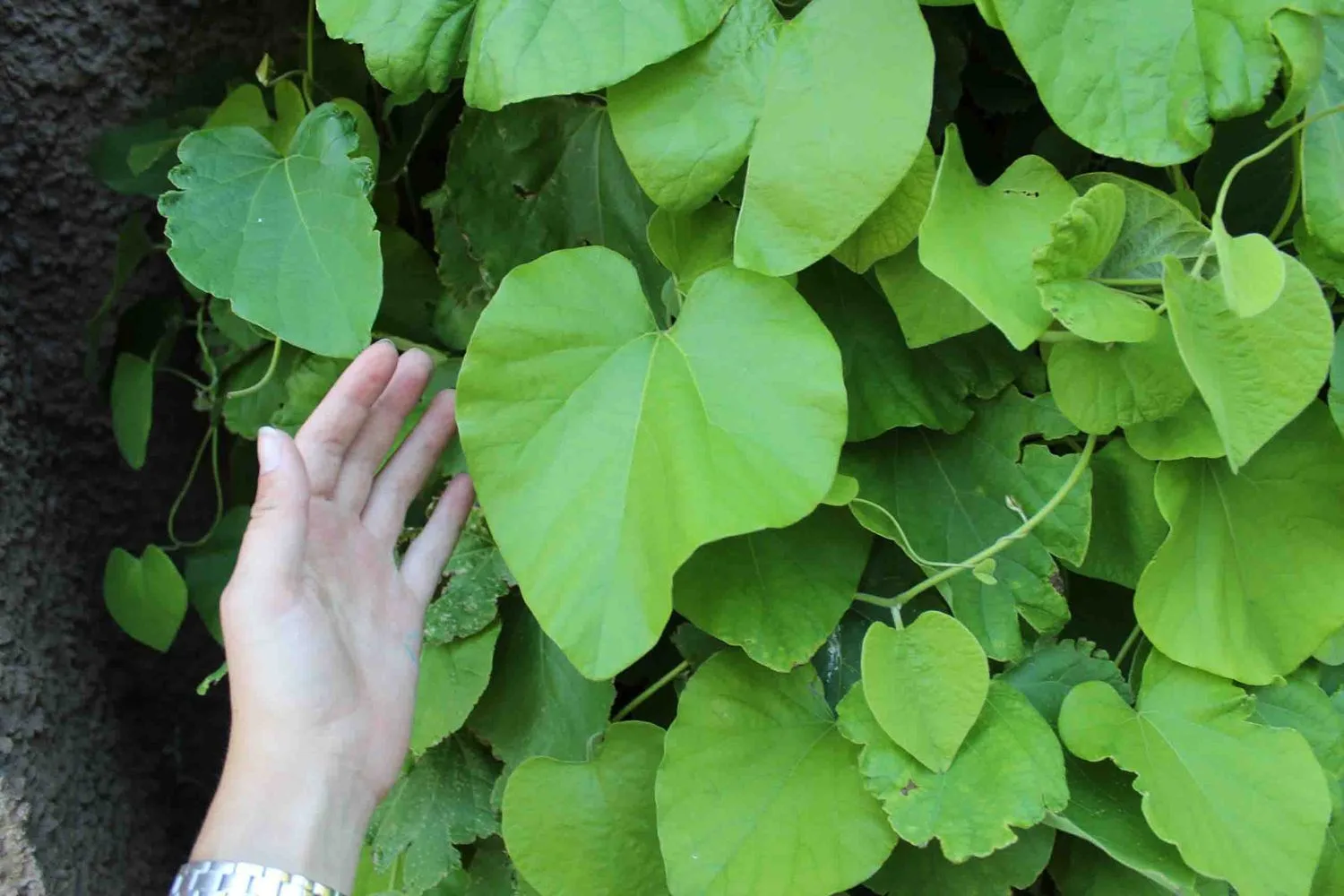 Aristolochia macrophylla - Image 2