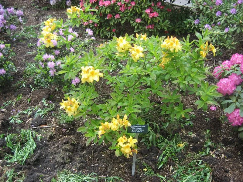 Rhododendron (Knap Hill) 'Golden Sunset' - Image 2
