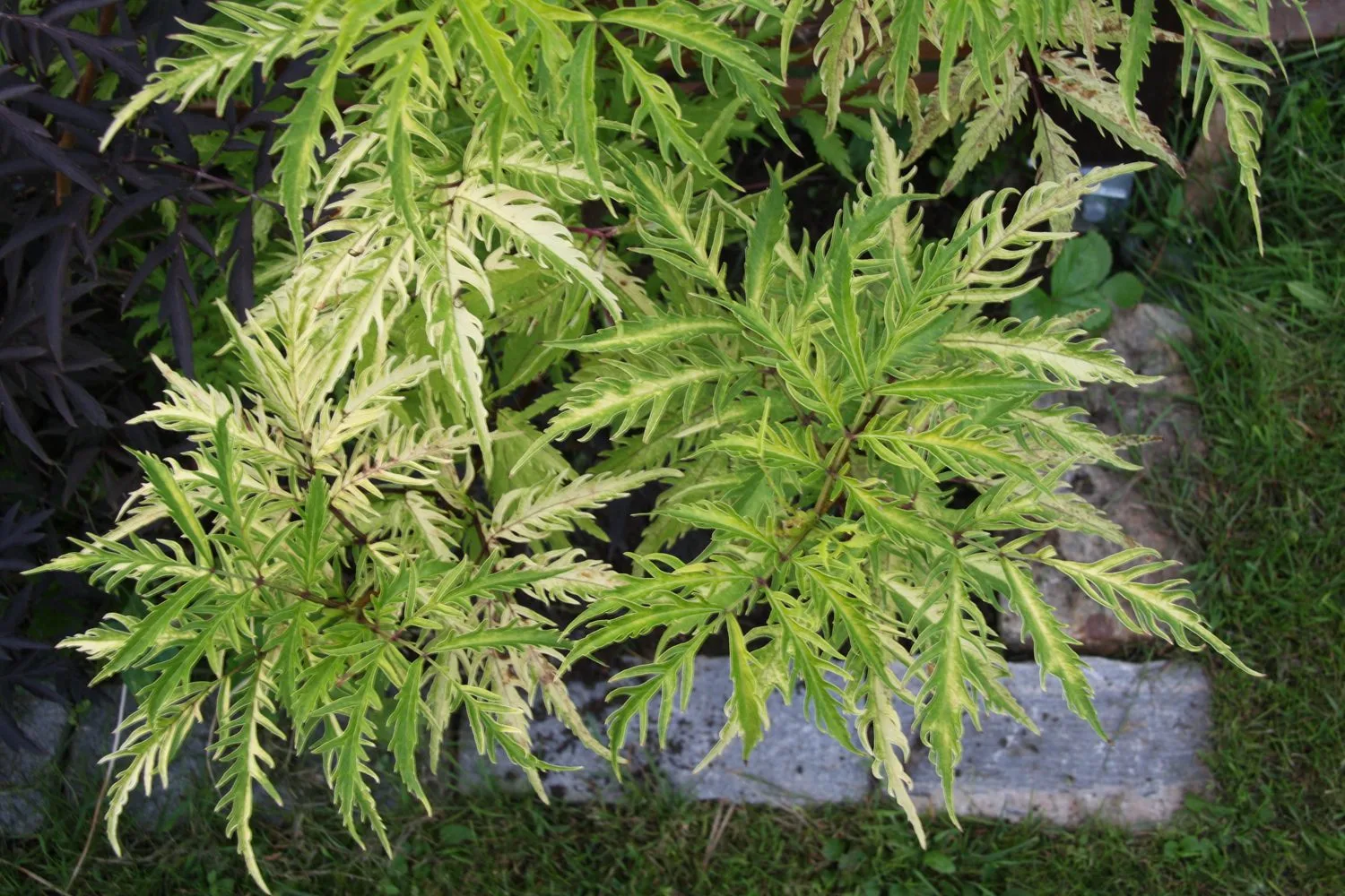 Sambucus racemosa (Flikbladiga gruppen) 'Sutherland Gold' - Image 2