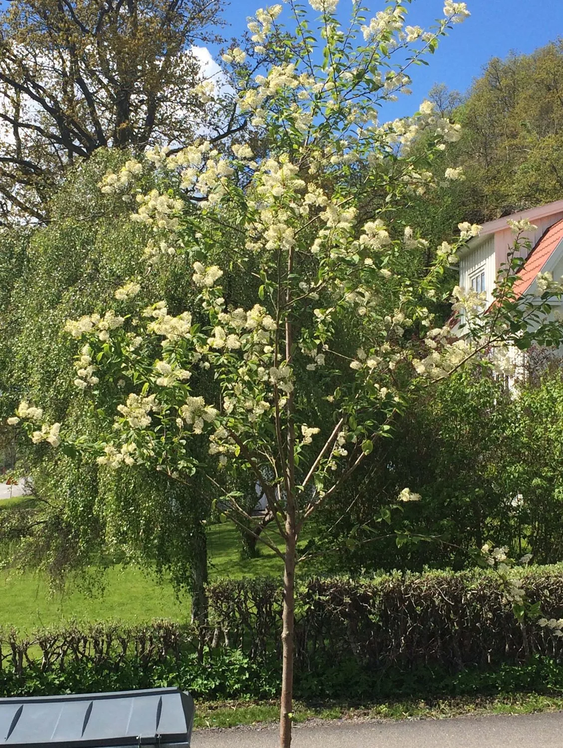 Prunus maackii - Image 7