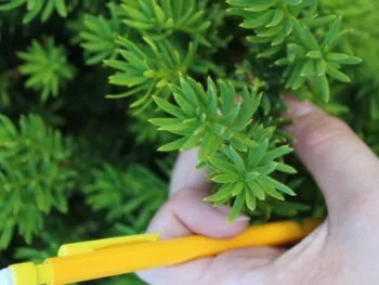 Taxus cuspidata 'Nana'