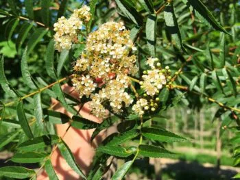 Sorbus commixta 'Carmencita' E