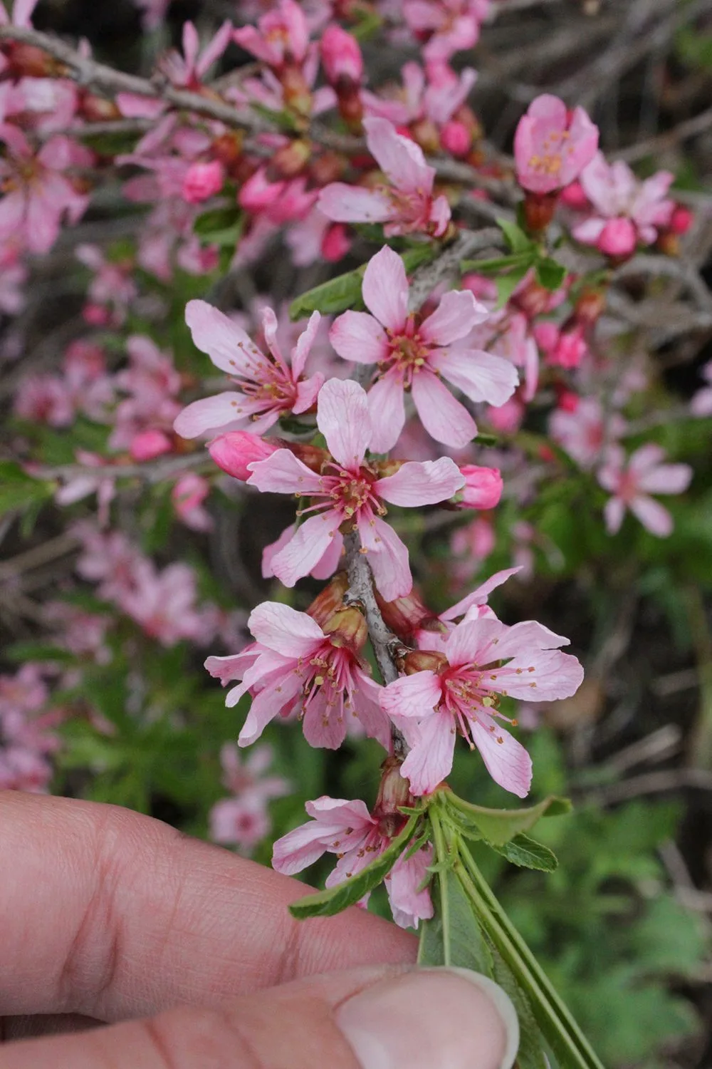 Prunus tenella - Image 3