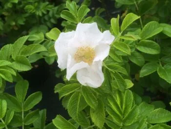 Rosa (Rugosa) 'Alba'
