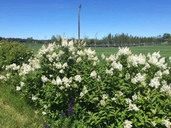 Syringa josikaea 'Holger'