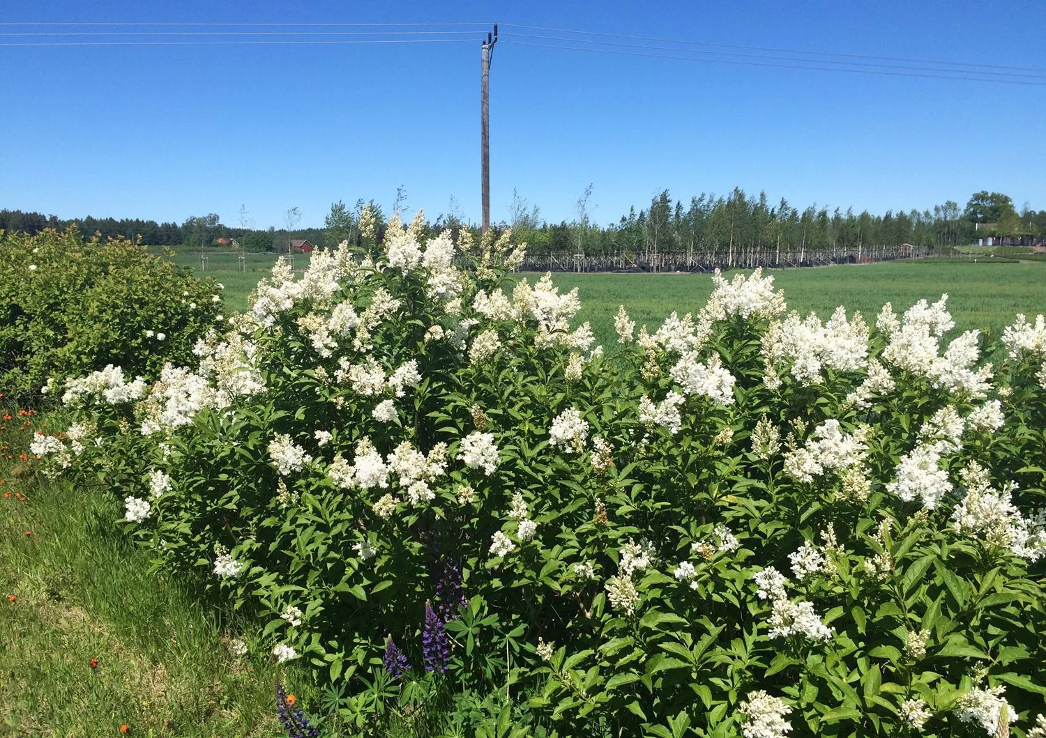 Syringa josikaea 'Holger'