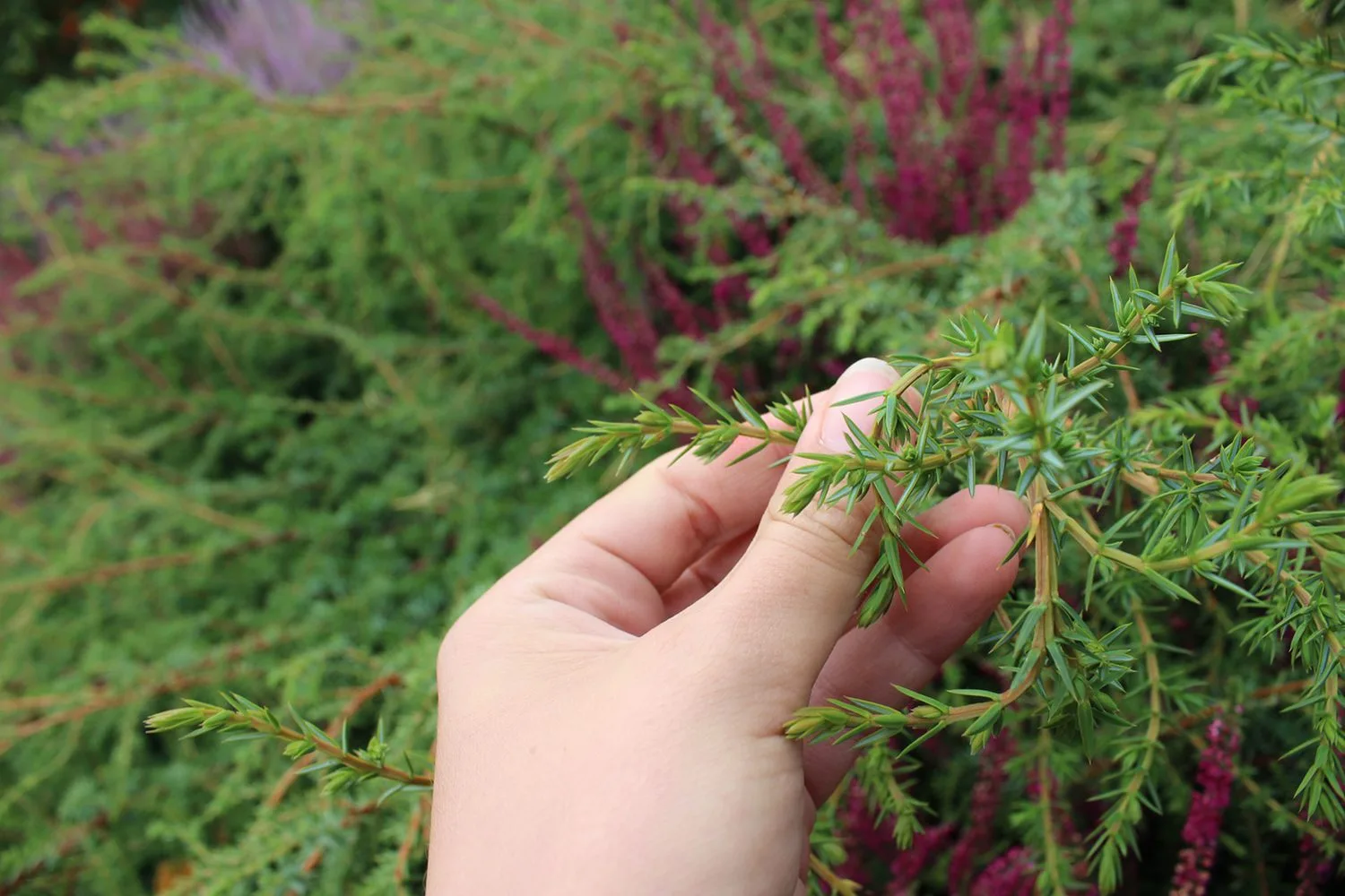 Juniperus communis - Image 4