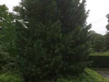 Pinus cembra