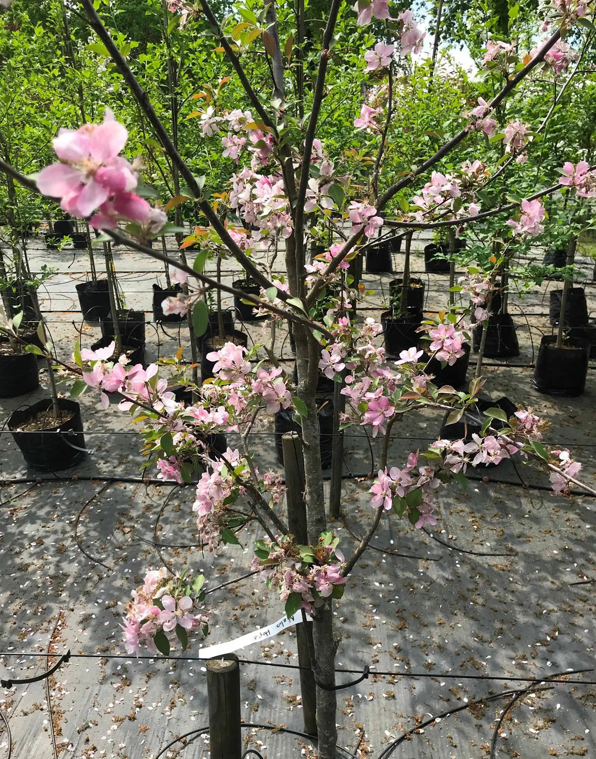 Malus 'Hopa' - Image 2