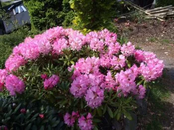 Rhododendron (Yakushimanum) 'Kalinka'