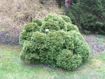 Thuja occidentalis 'Little Giant'
