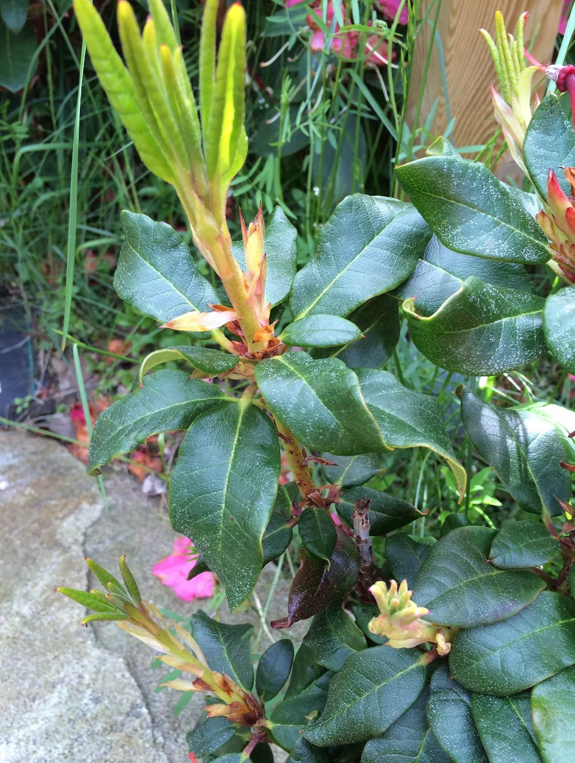 Rhododendron (Forrestii) 'Baden Baden' - Image 2