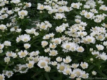 Achillea ptarmica 'Nana Compacta'