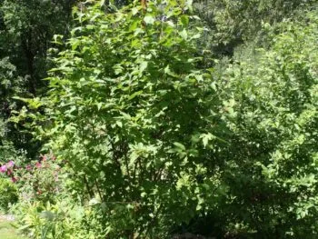 Viburnum trilobum 'Alfredo'