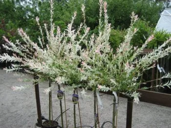 Salix integra 'Hakuro Nishiki'