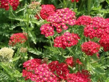 Achillea millefolium 'Red Velvet'