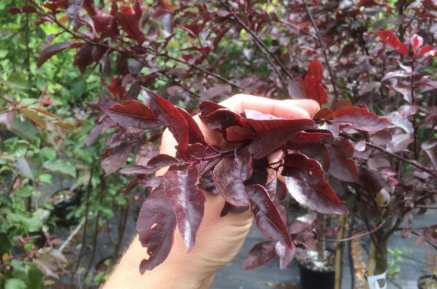 Prunus x cistena - Image 2