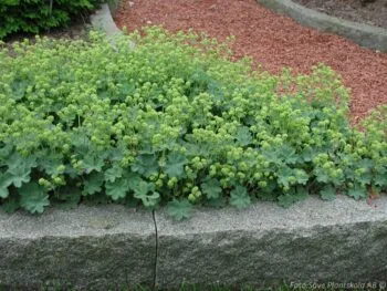 Alchemilla erythropoda