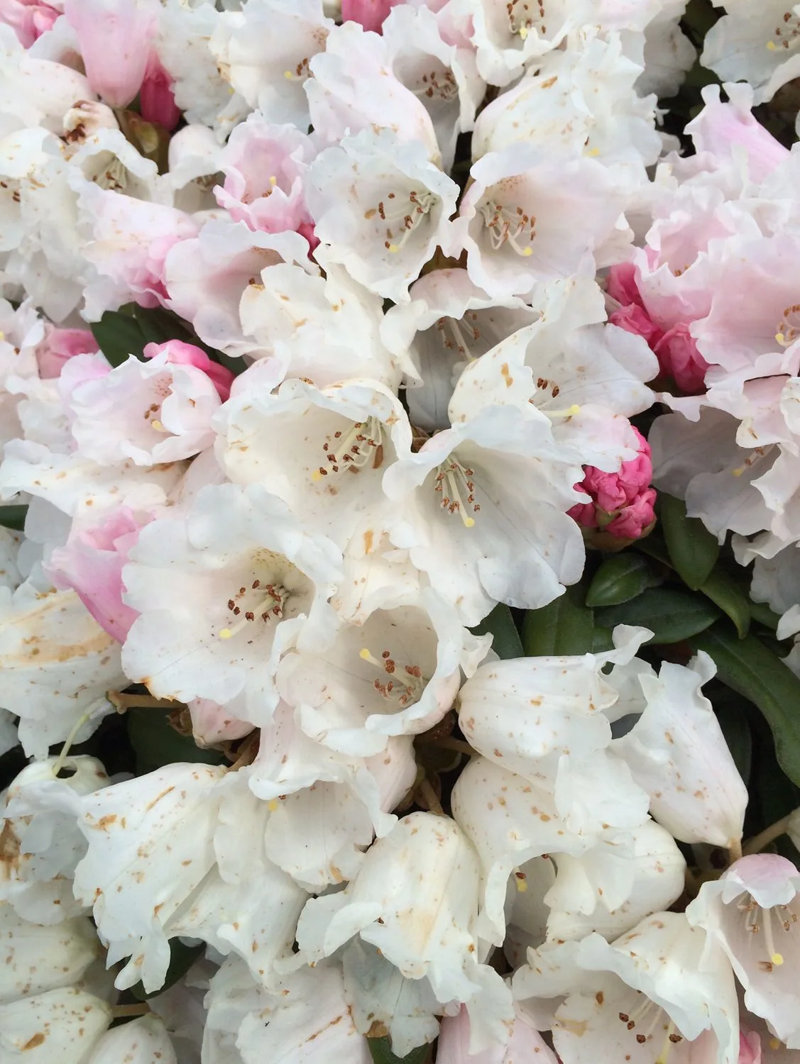 Rhododendron (Yakushimanum) 'Edelweiss' - Image 5