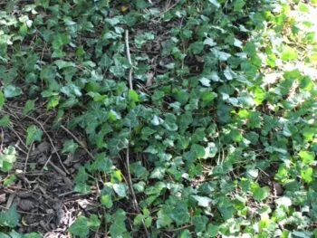 Hedera helix 'Hymn' E