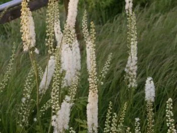 Actaea racemosa