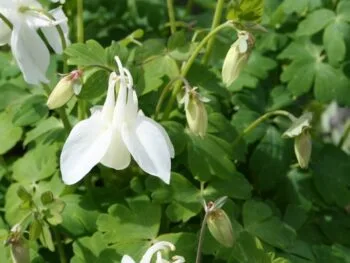 Aquilegia 'Spring Magic White'